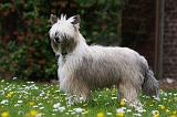 CHIEN NU CHINOIS 183
